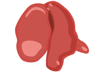 Liver Final-02 Liver Final-02