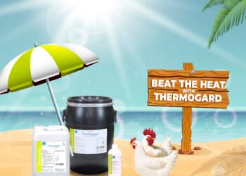 Summer Bonanza Stress Image Summer Bonanza Stress Image