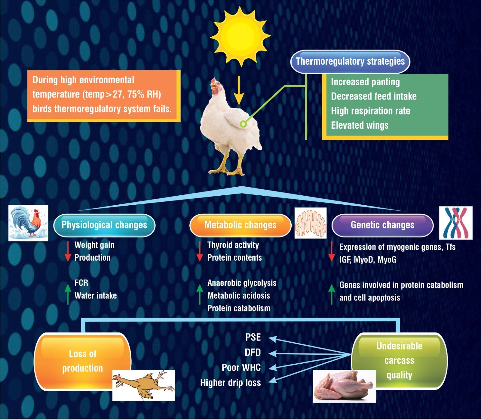 Heat stress Thermogard poultry